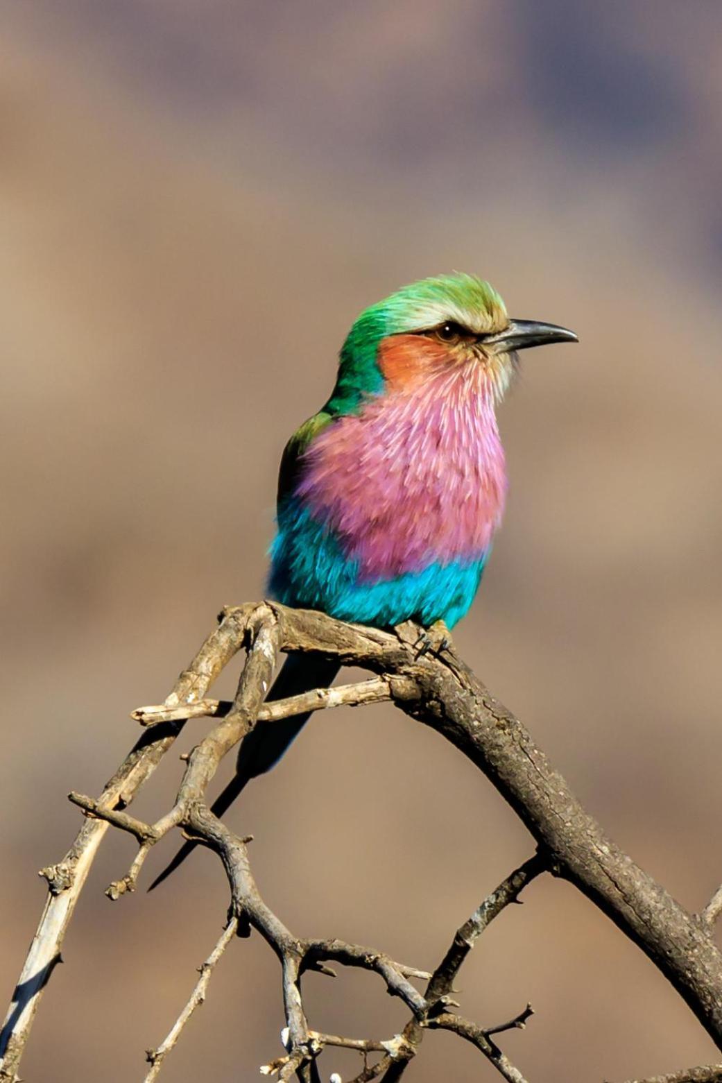 Pangolin Game Lodge - Self Catering, Incl 2 Game Drives Per Day Matlhagame Exteriér fotografie