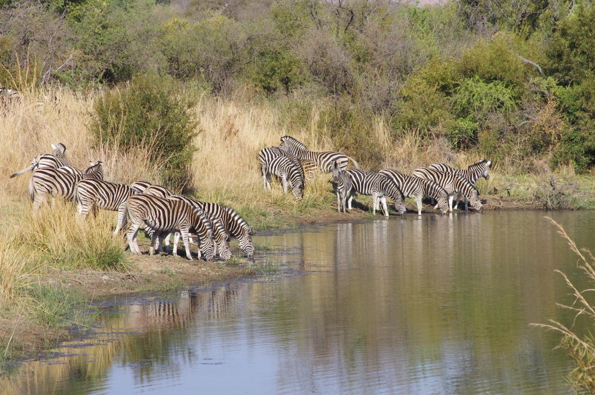 Pangolin Game Lodge - Self Catering, Incl 2 Game Drives Per Day Matlhagame Exteriér fotografie