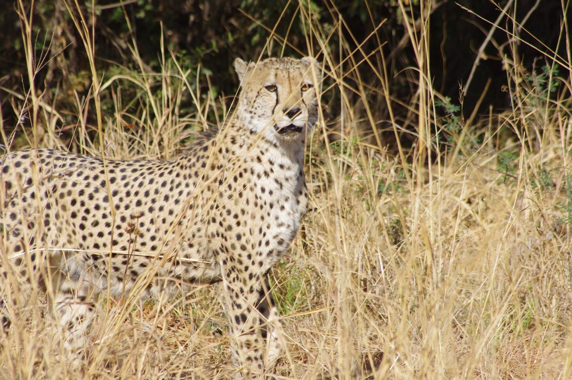 Pangolin Game Lodge - Self Catering, Incl 2 Game Drives Per Day Matlhagame Exteriér fotografie