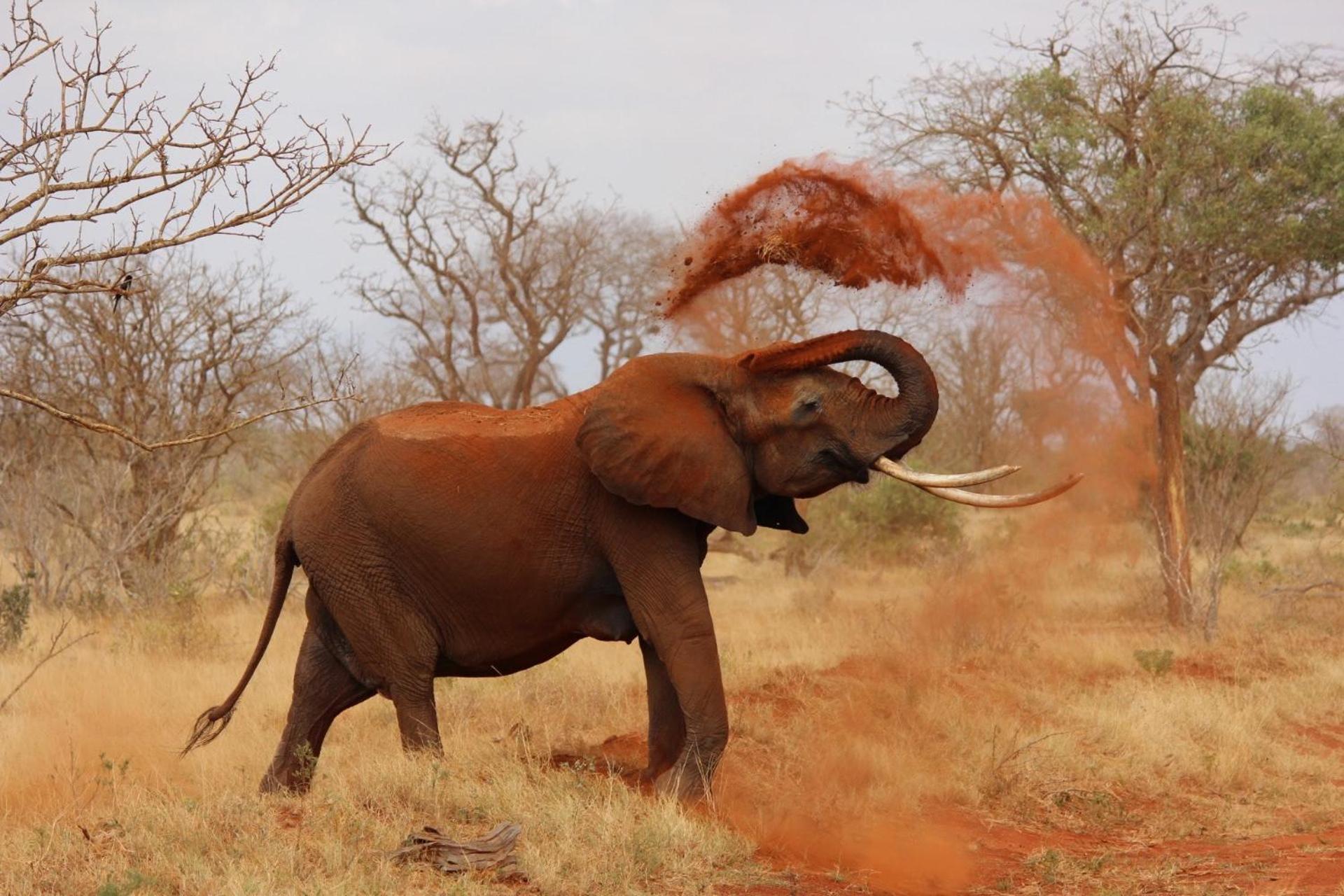 Pangolin Game Lodge - Self Catering, Incl 2 Game Drives Per Day Matlhagame Exteriér fotografie