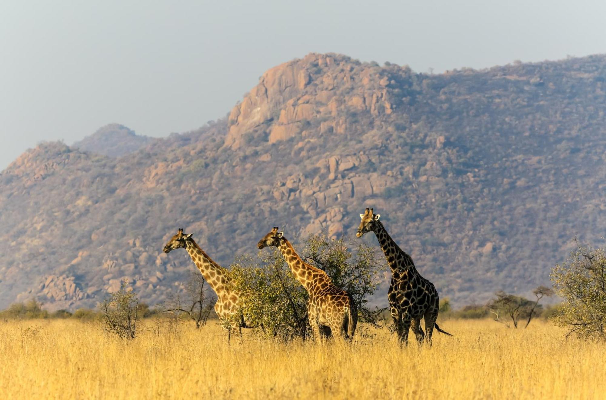 Pangolin Game Lodge - Self Catering, Incl 2 Game Drives Per Day Matlhagame Exteriér fotografie