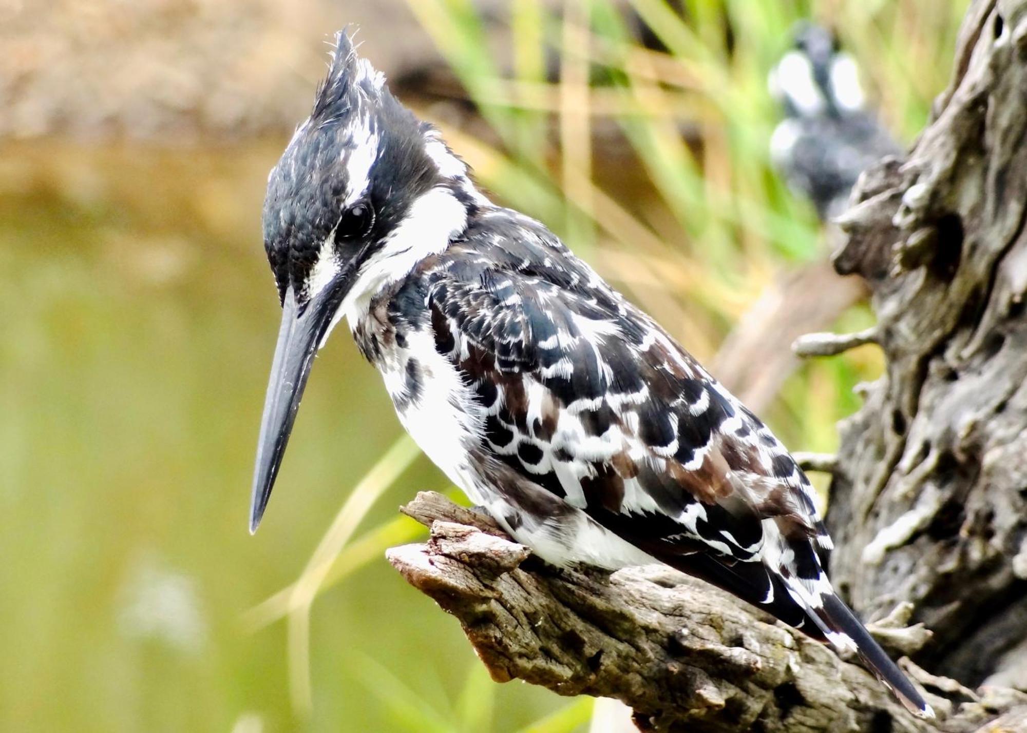 Pangolin Game Lodge - Self Catering, Incl 2 Game Drives Per Day Matlhagame Exteriér fotografie