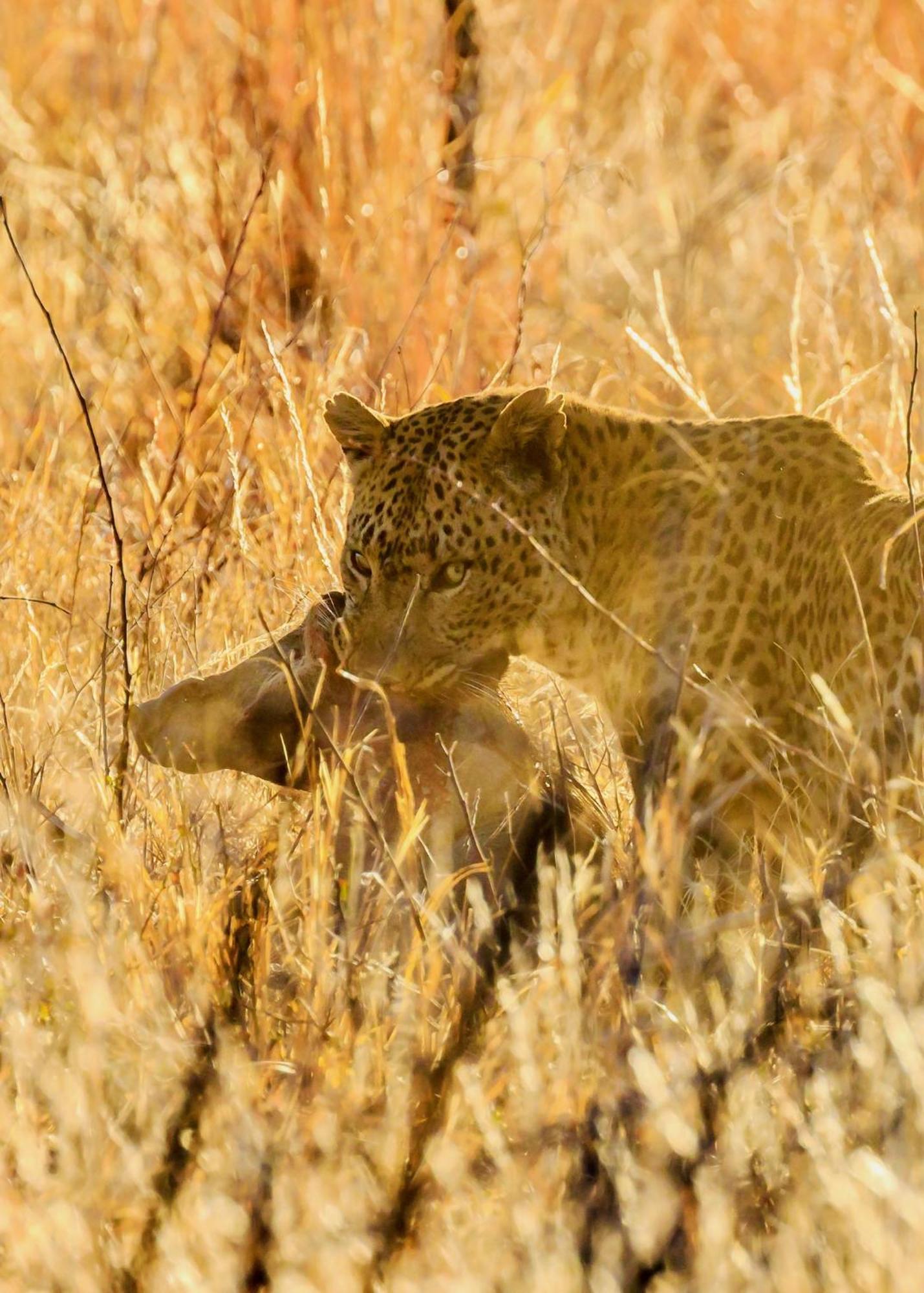 Pangolin Game Lodge - Self Catering, Incl 2 Game Drives Per Day Matlhagame Exteriér fotografie