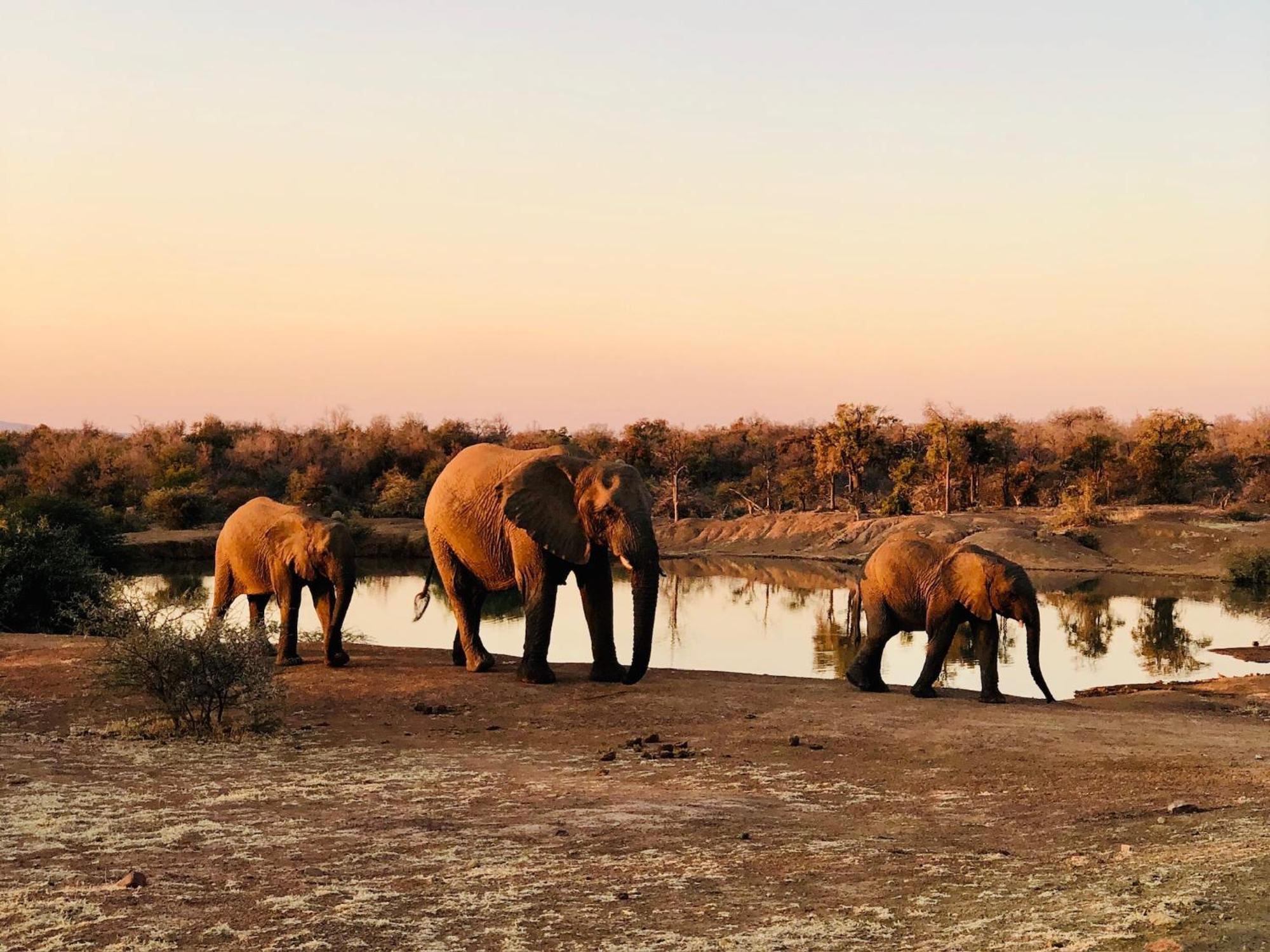 Pangolin Game Lodge - Self Catering, Incl 2 Game Drives Per Day Matlhagame Exteriér fotografie