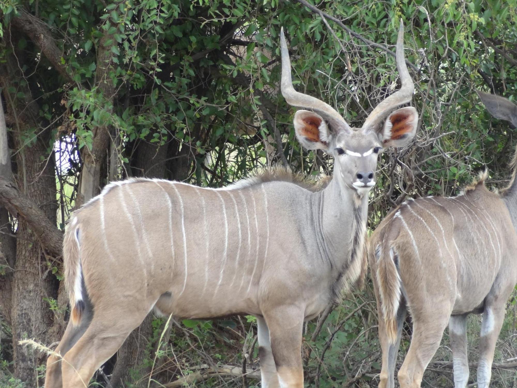 Pangolin Game Lodge - Self Catering, Incl 2 Game Drives Per Day Matlhagame Exteriér fotografie