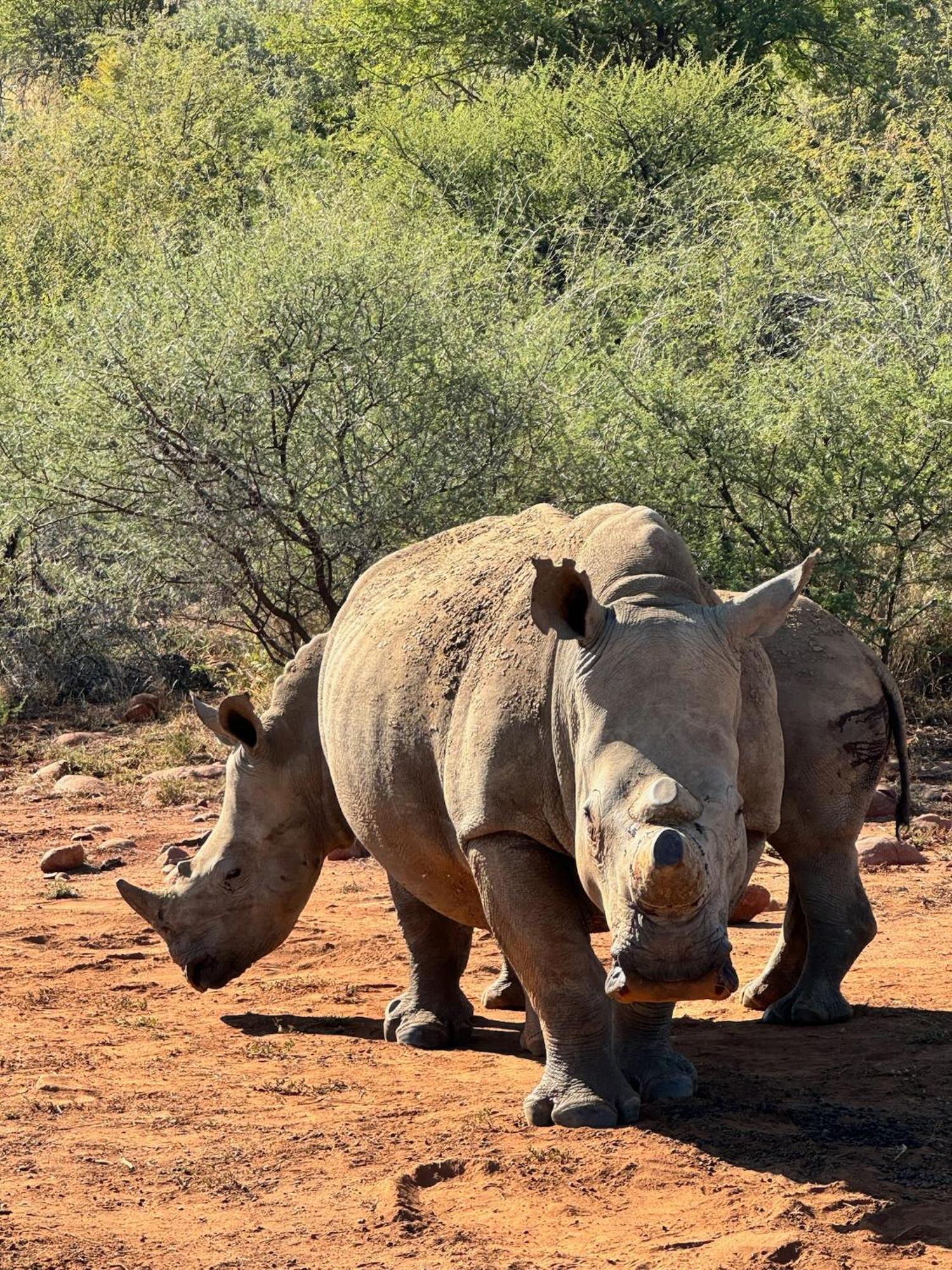Pangolin Game Lodge - Self Catering, Incl 2 Game Drives Per Day Matlhagame Exteriér fotografie