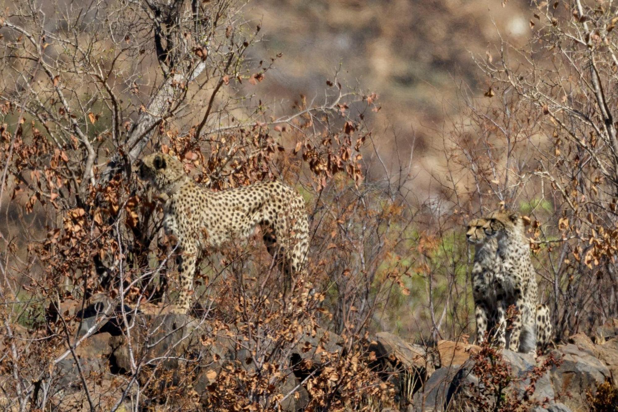Pangolin Game Lodge - Self Catering, Incl 2 Game Drives Per Day Matlhagame Exteriér fotografie