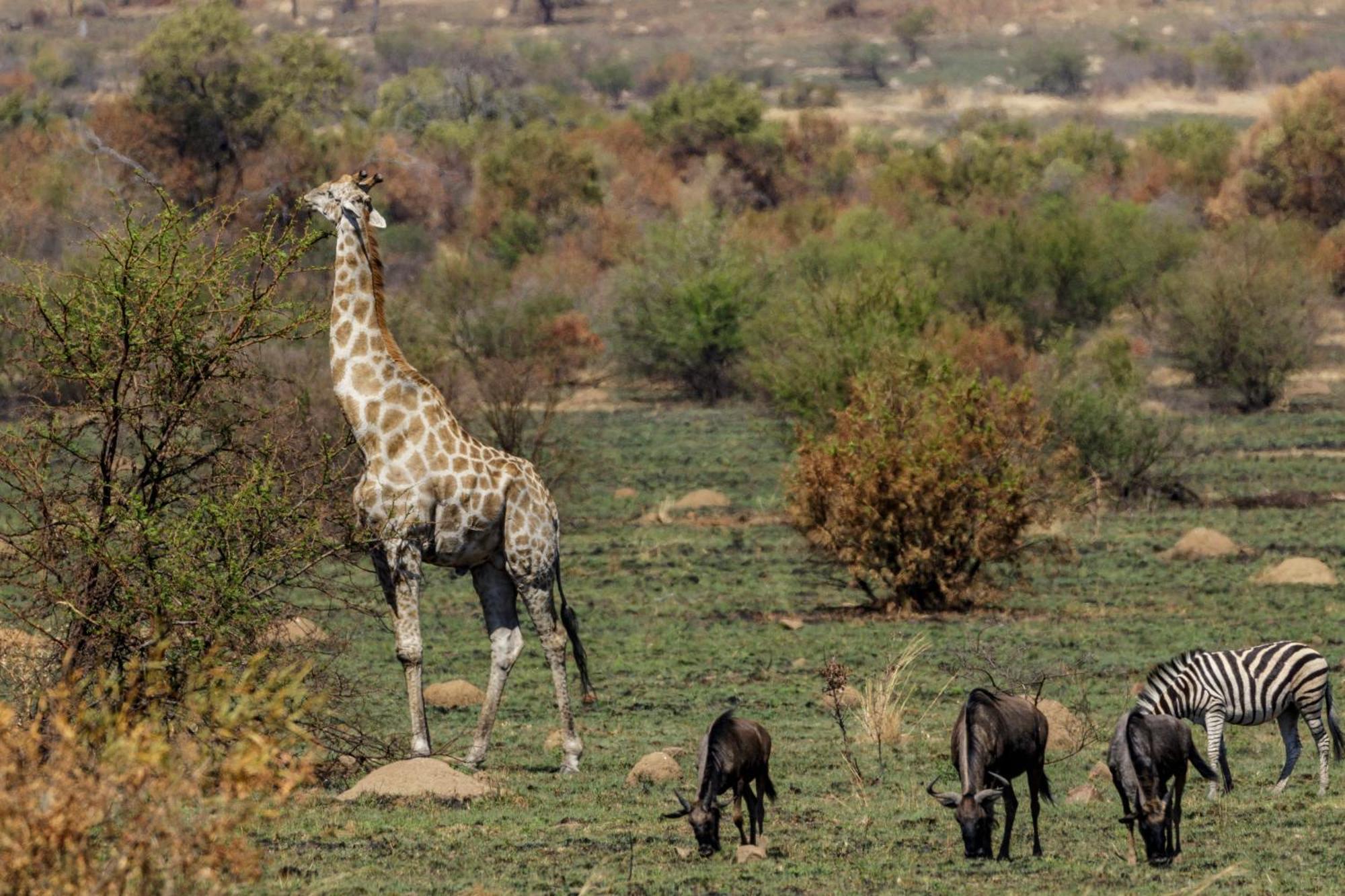 Pangolin Game Lodge - Self Catering, Incl 2 Game Drives Per Day Matlhagame Exteriér fotografie