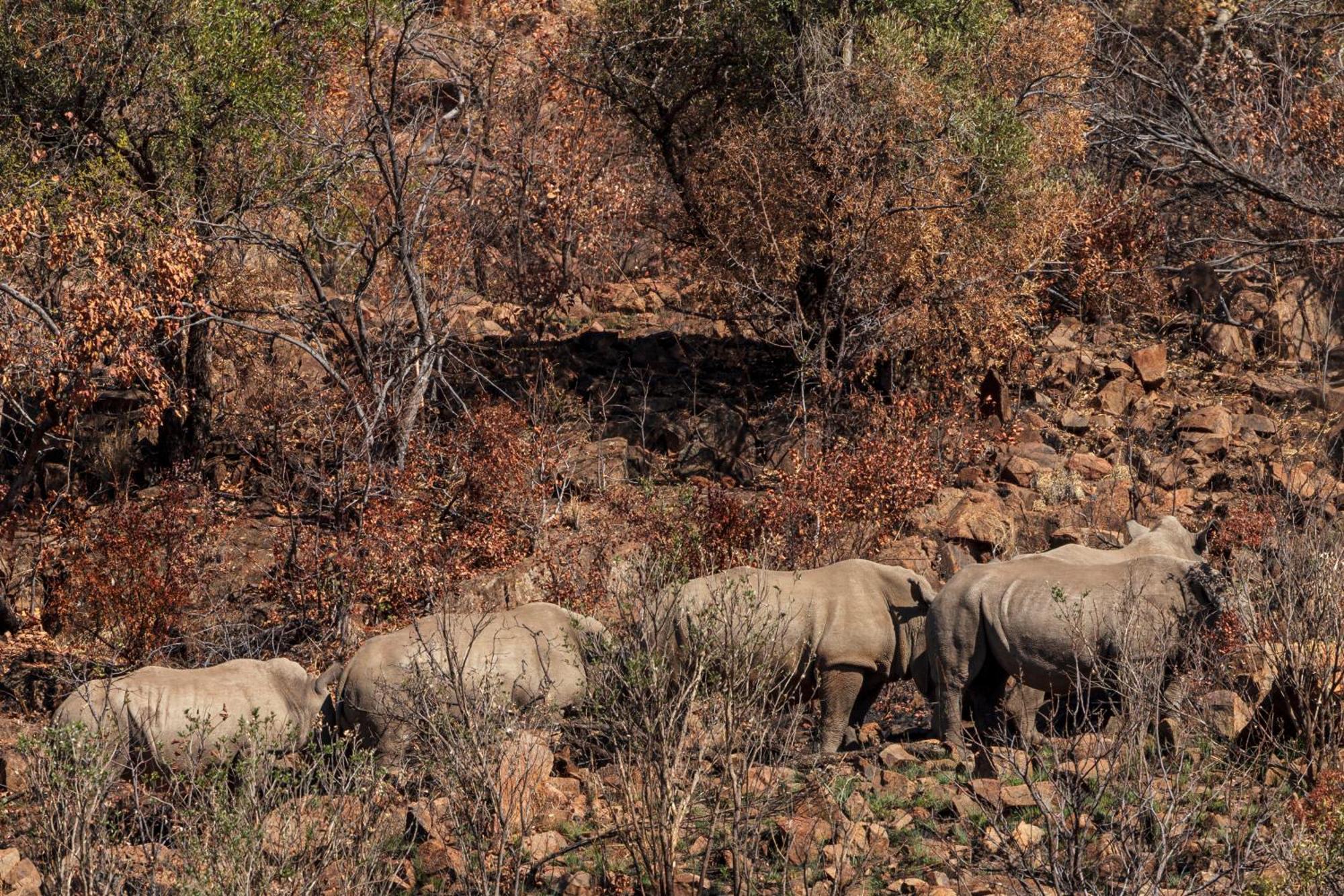Pangolin Game Lodge - Self Catering, Incl 2 Game Drives Per Day Matlhagame Exteriér fotografie