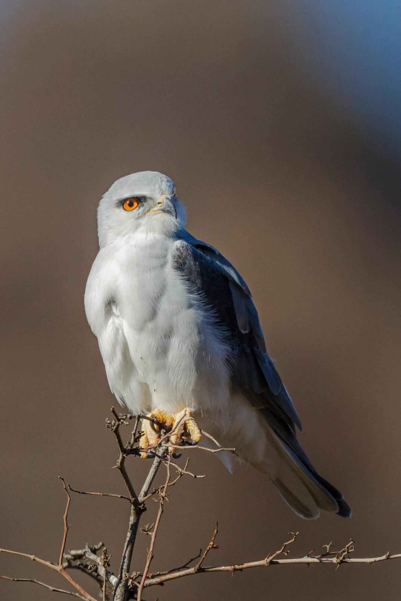 Pangolin Game Lodge - Self Catering, Incl 2 Game Drives Per Day Matlhagame Exteriér fotografie