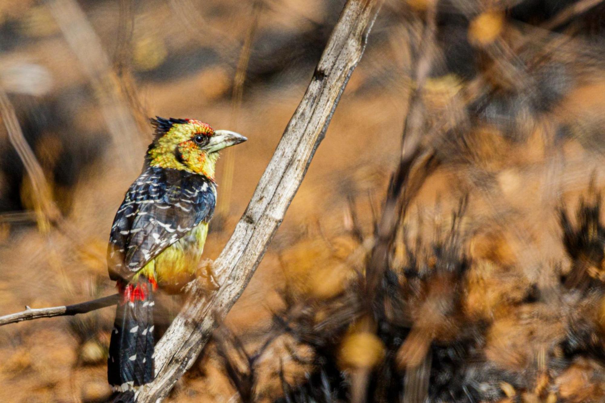 Pangolin Game Lodge - Self Catering, Incl 2 Game Drives Per Day Matlhagame Exteriér fotografie