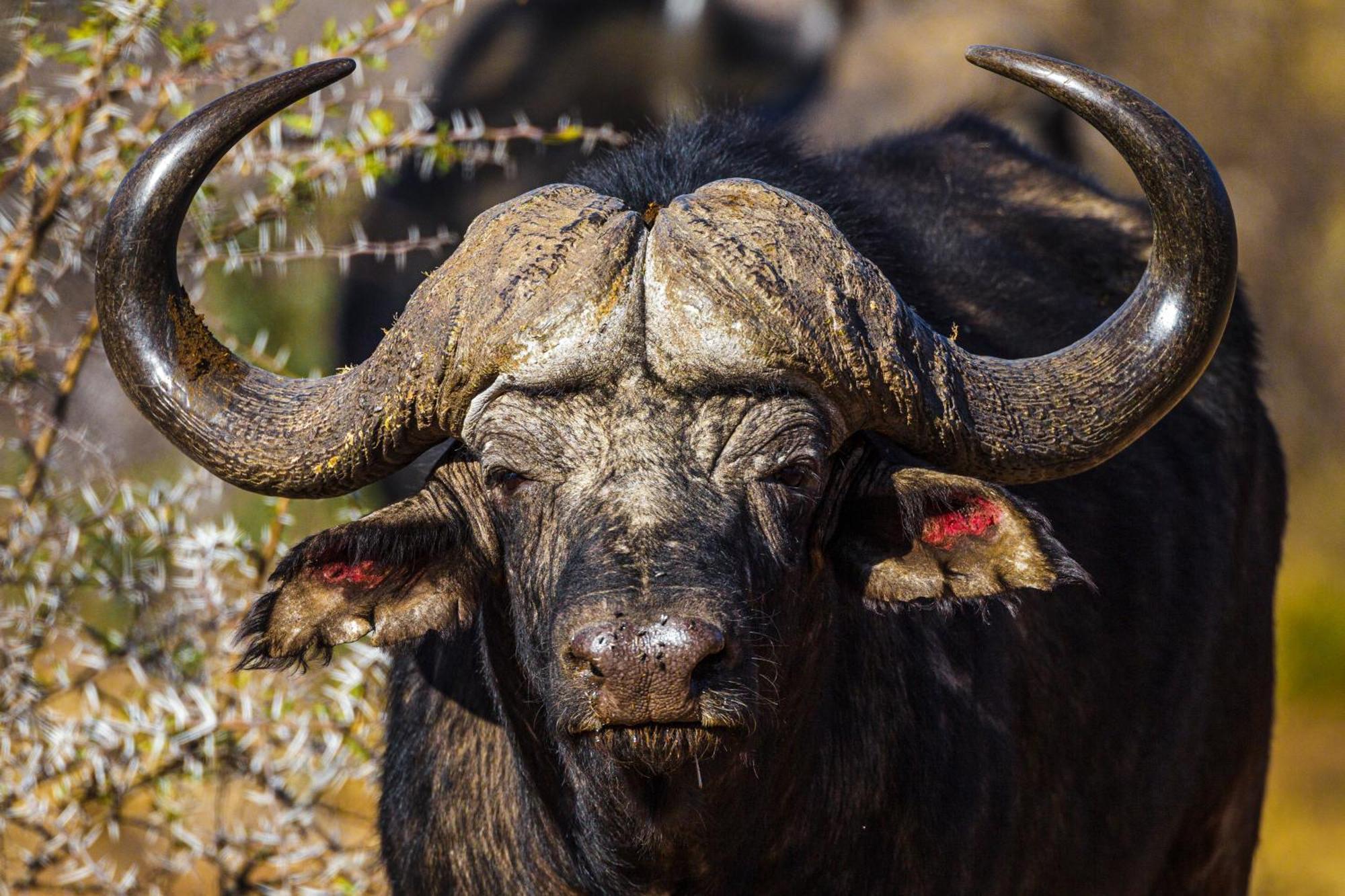 Pangolin Game Lodge - Self Catering, Incl 2 Game Drives Per Day Matlhagame Exteriér fotografie